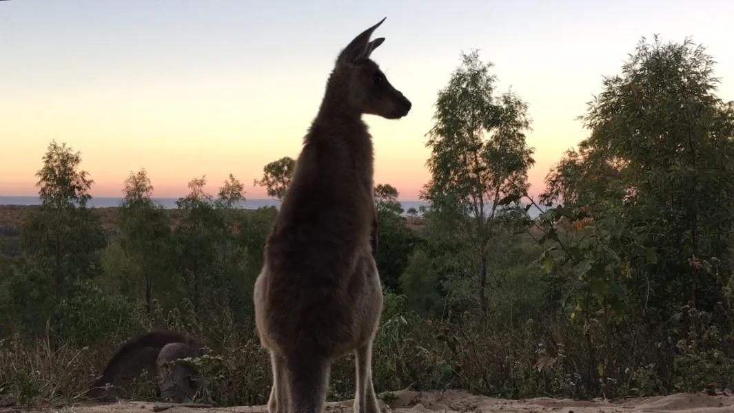 Ben & Michelle's Road Trip Around Australia - Still trying to sort stuff out - Horizons Kangaroo Sanctuary, Agnes Water - July 2017