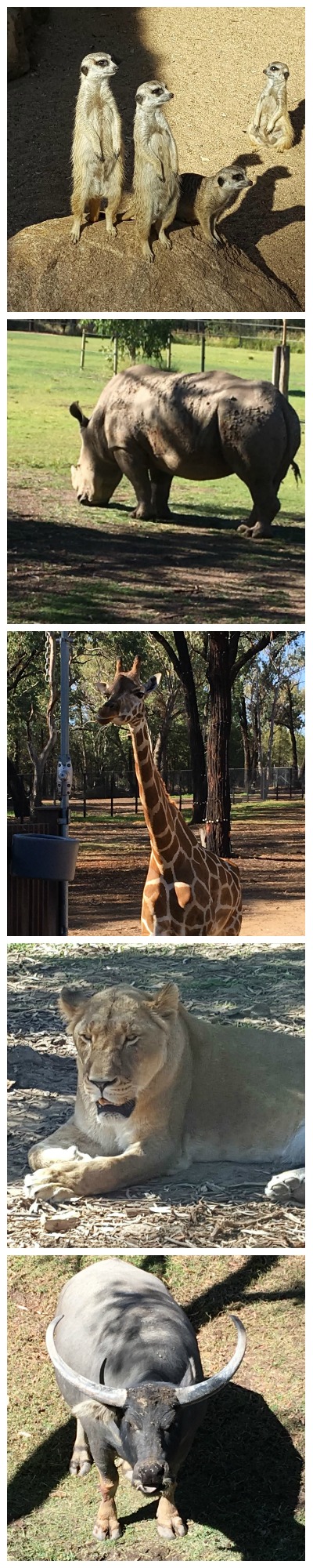 If you're looking for the best things to do while visiting Dubbo NSW you must make the Taronga Western Plains Zoo your first stop.