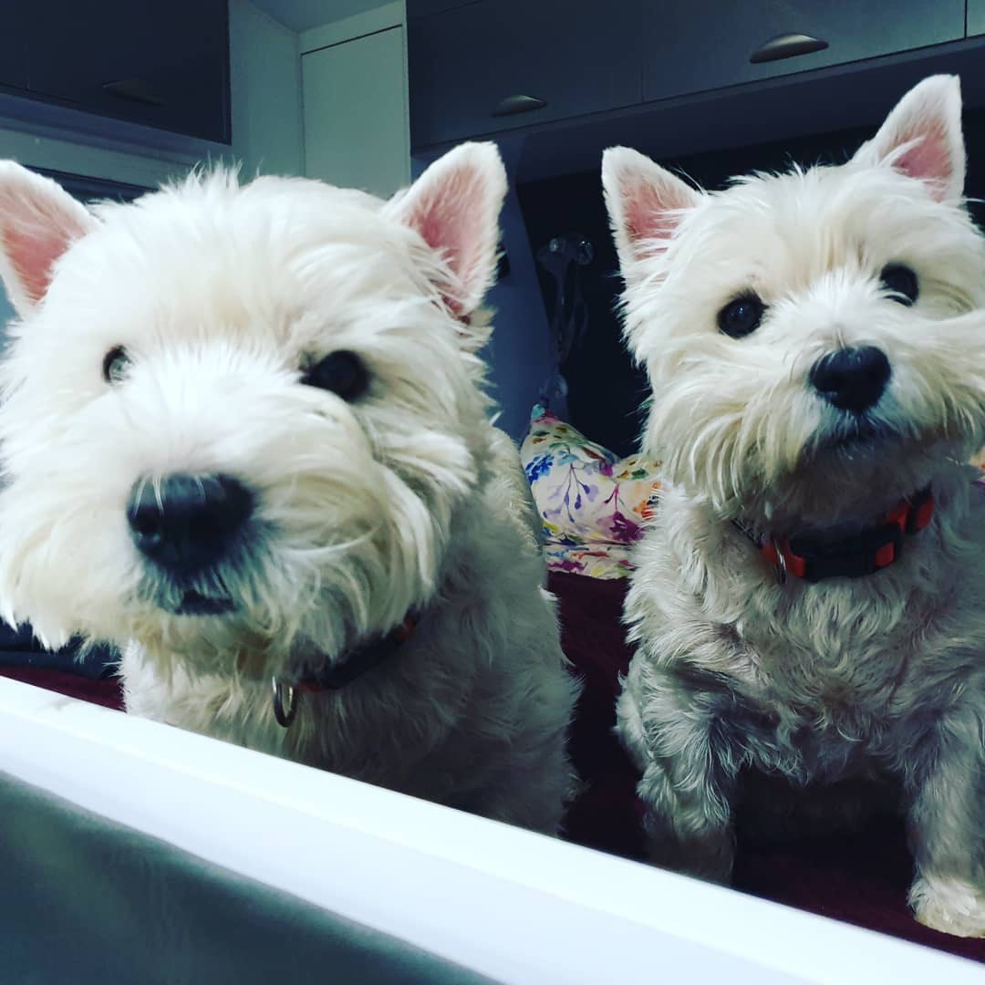2 West Highland White Terriers