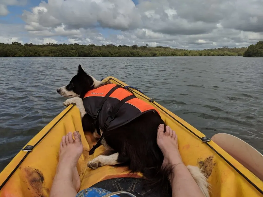 Dog wearing a life jacket sitting at the front of a kayak out on the water.