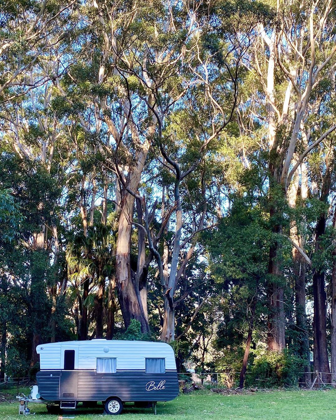 Vintage caravan parked in front of a wall of trees.